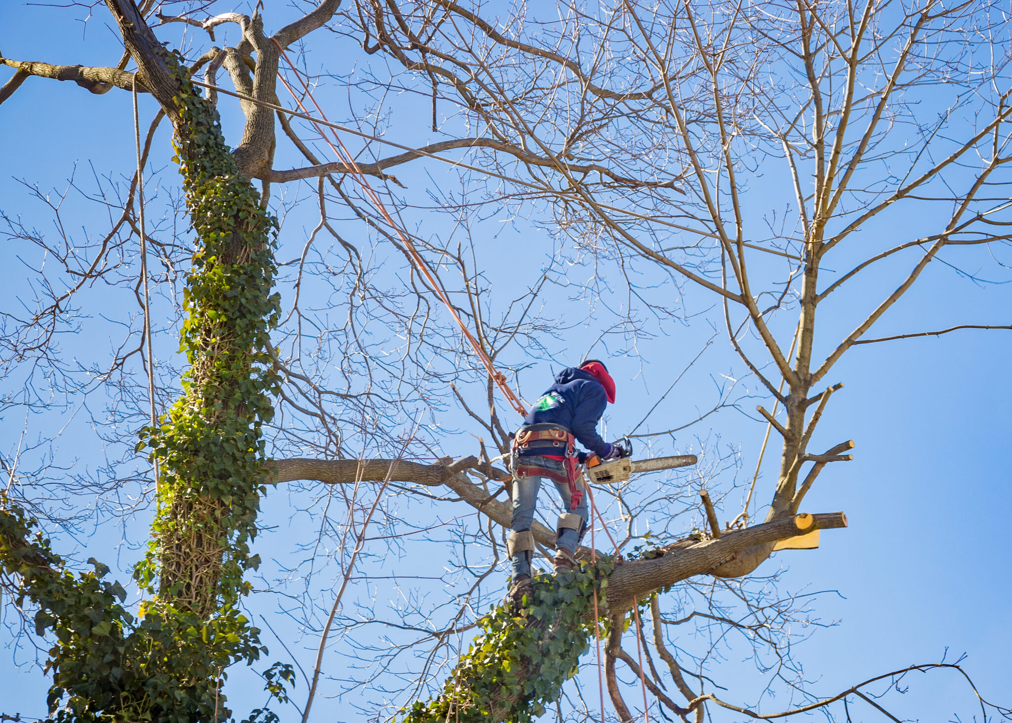 Margo's Tree Surgery gallery 6
